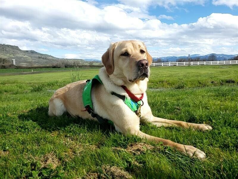 Yellow Lab Raelyn looks at the camera while lying in a green field wearing a green harness and red collar.