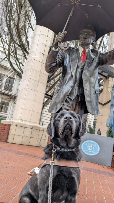 Rafa sits in his harness on red brick in front of a statue of a man holding an umbrella. Rafa is looking directly at the camera.