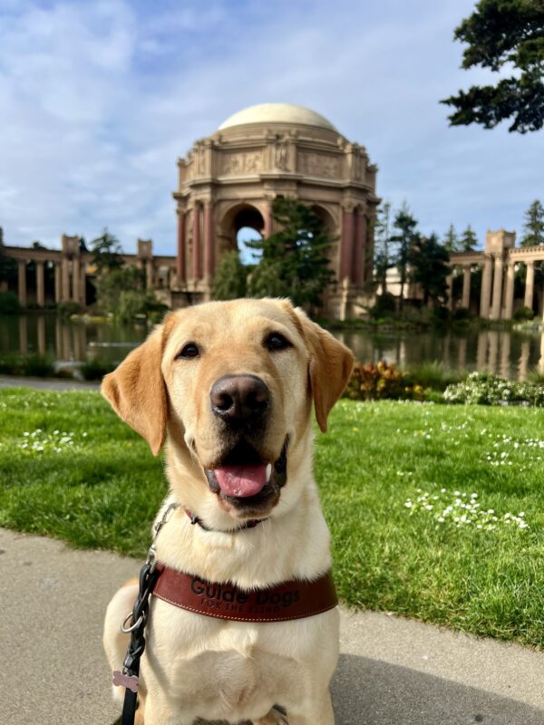Rick sits in harness looking at the camera. He is sitting in front of bright green grass. In the distance is the Palace of Fine Arts in San Francisco, California.