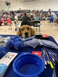 Golden Retriever Riggs peeking up from a table with blue promotional materials for his organization. Balls, pens, and collapsible bowls.