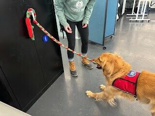 Golden Retriever Riggs practicing pulling doors open with a tug toy.