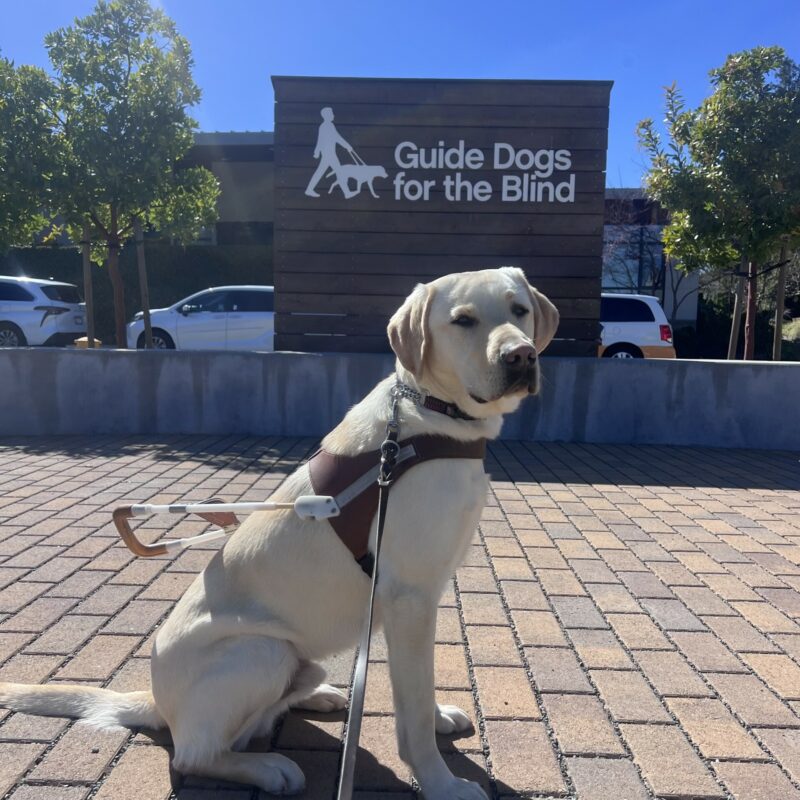 Rodeo is sitting in front of a wooden sign that says