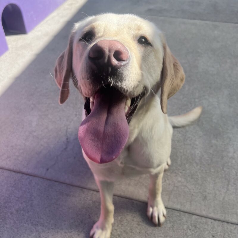 Rodeo is sitting in the play yard, gazing up at the camera with his mouth open in a big smile. There is a purple play structure in the background.