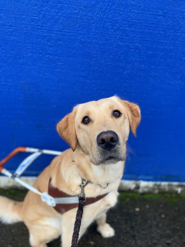 Roo sits in front of a blue wall while looking up into the camera, wearing her brown leather harness.
