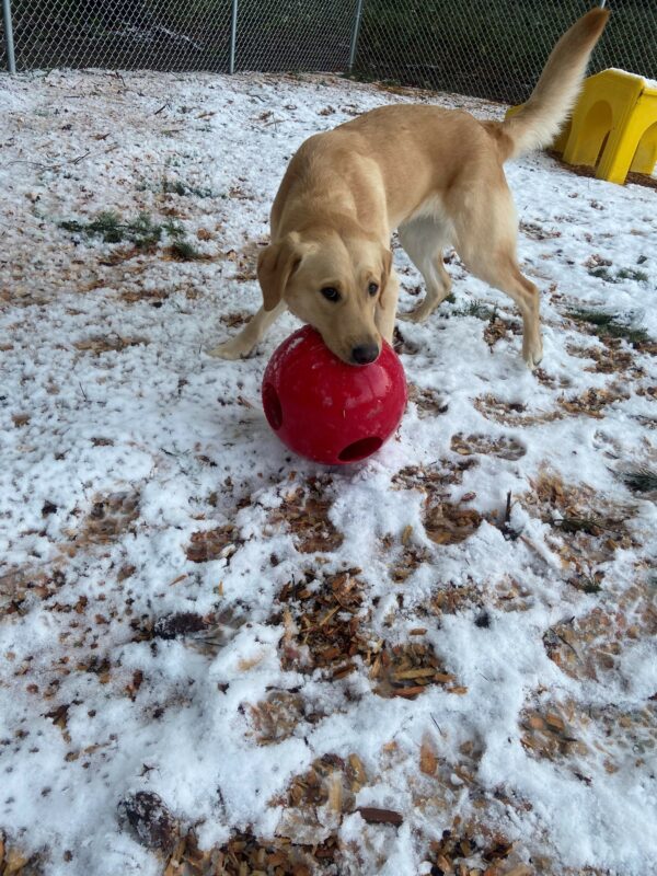 Roo plays with a large, red jolly ball in the free run area. There is a light dusting of snow over the bark chips that cover the ground. Roo has the ball in her mouth while she playfully looks up at the camera.