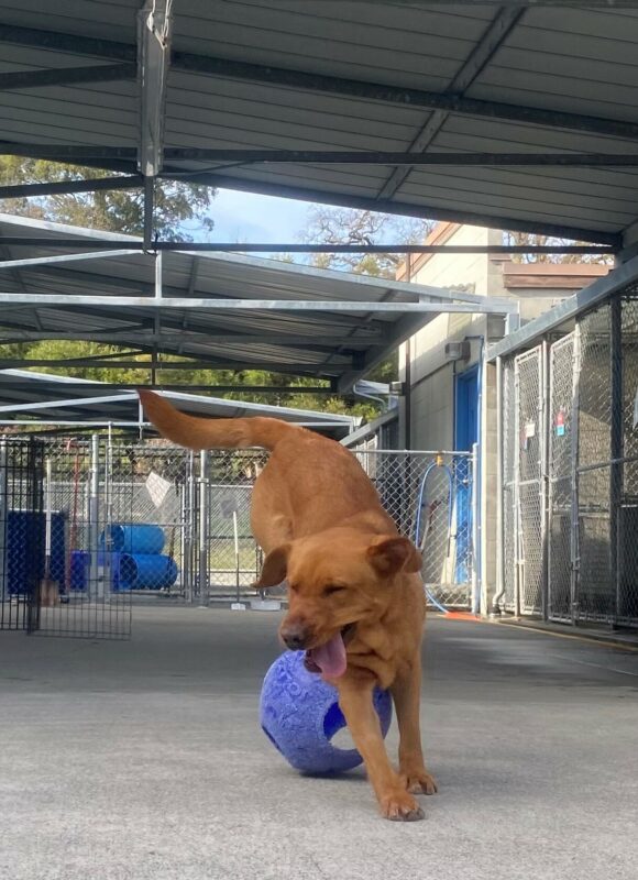 Roseanna is touching down after jumping over a jolly ball. Her front feet are on the ground her hind end is hovering midair. Her eyes are squinting closed, her mouth is open, and her tongue is hanging out.