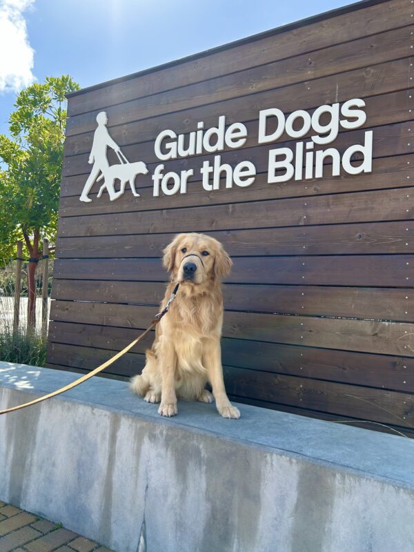 Male long coated Golden Retriever Labrador Retriever cross Saxon poses in front of a wooden sign bearing Guide Dogs for the Blind's logo. He is sitting looking off camera and wearing a Gentle Leader.