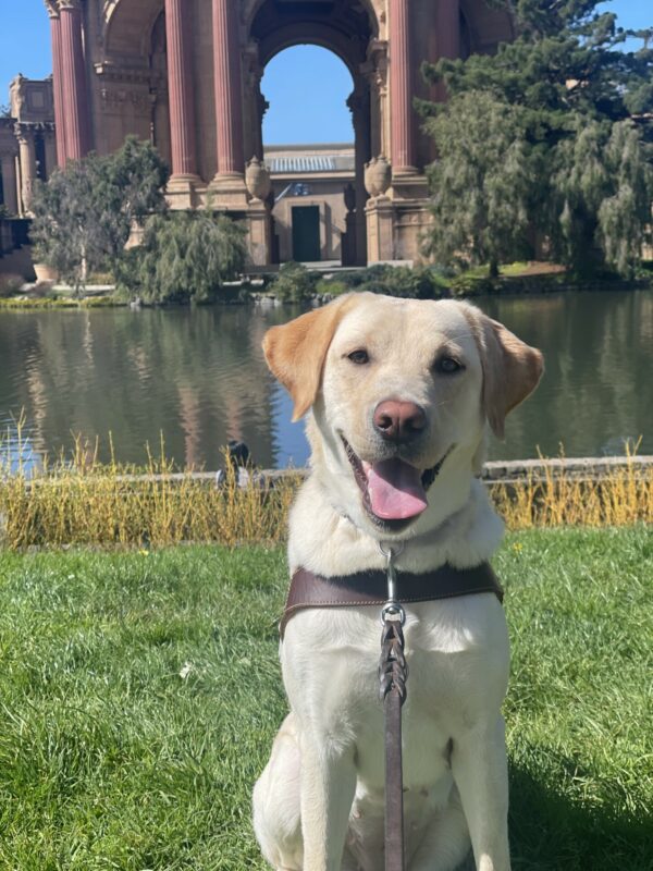Seattle is sitting in harness on the grass at the Palace of Fine Arts. She is facing the camera, smiling with her tongue out. The Palace of Fine Arts is blurred in the background.