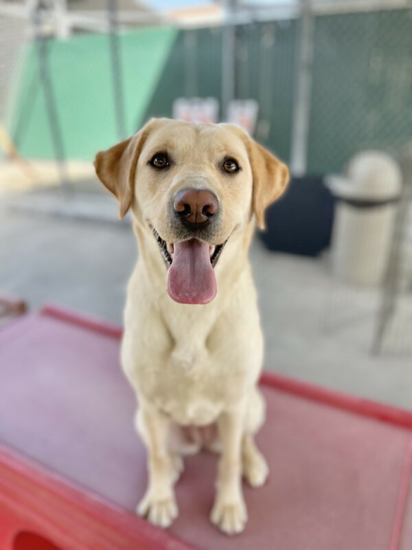 Seattle is sitting on a red play structure in the Community Run. She is smiling with her tongue out as she looks at the camera.