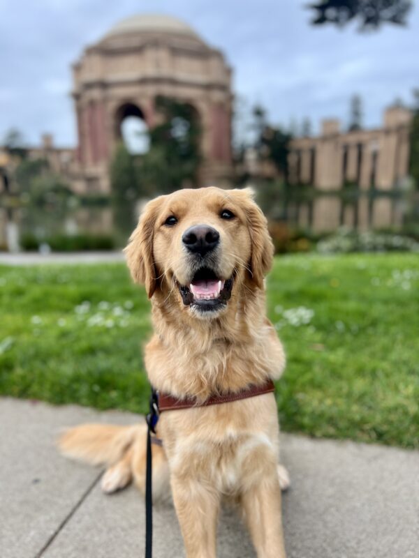 Swift sits in harness looking at the camera. She is sitting in front of bright green grass. In the distance is the Palace of Fine Arts in San Francisco, California.