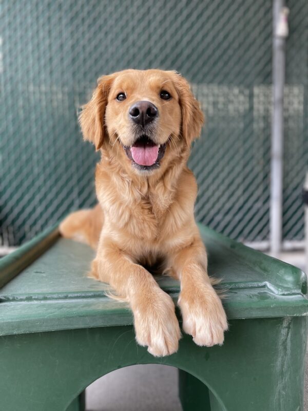 Swift lays on top of a green play structure during Community Run. She is looking at the camera with her tongue out.
