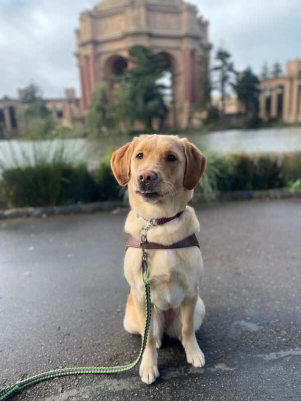 Tampa is sitting in harness facing the camera. She has an inquisitive expression on her face. Her mouth is slightly open. The Palace of Fine Arts is in the background.
