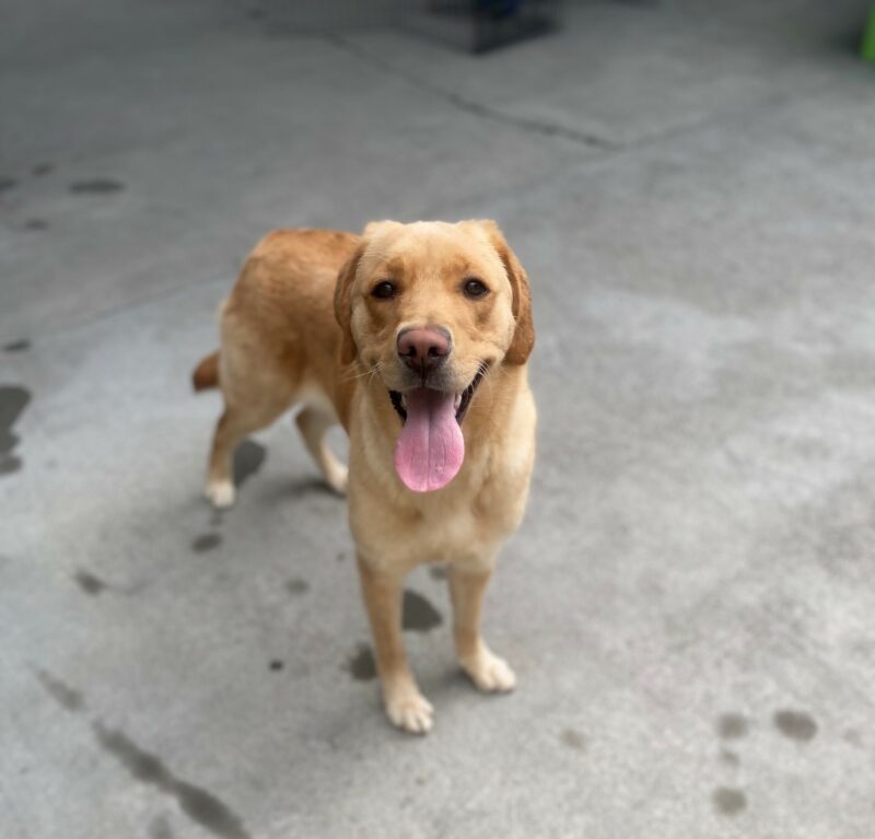 Tampa is standing in a play yard facing the camera. Her mouth is open, tongue is out and there is a smile on her face.