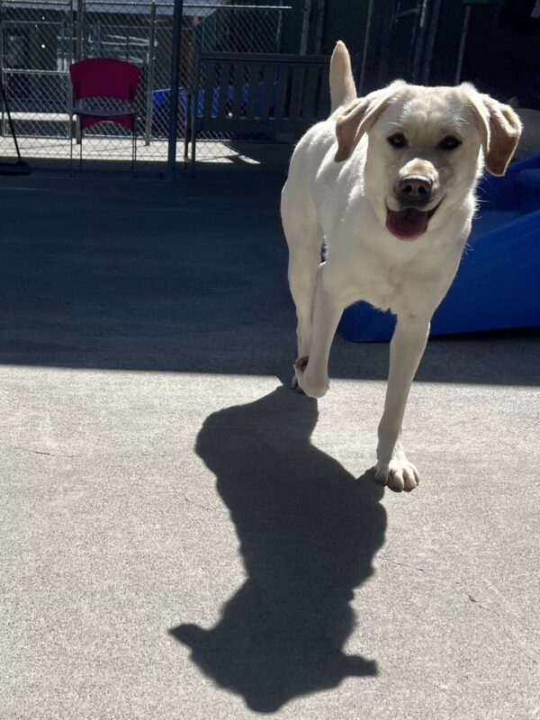 Thimble is in the community run area of the kennel complex. She is running towards the camera.