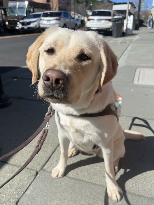 Thimble is sitting on the sidewalk in her guide dog harness. She is leaning forward towards the camera.