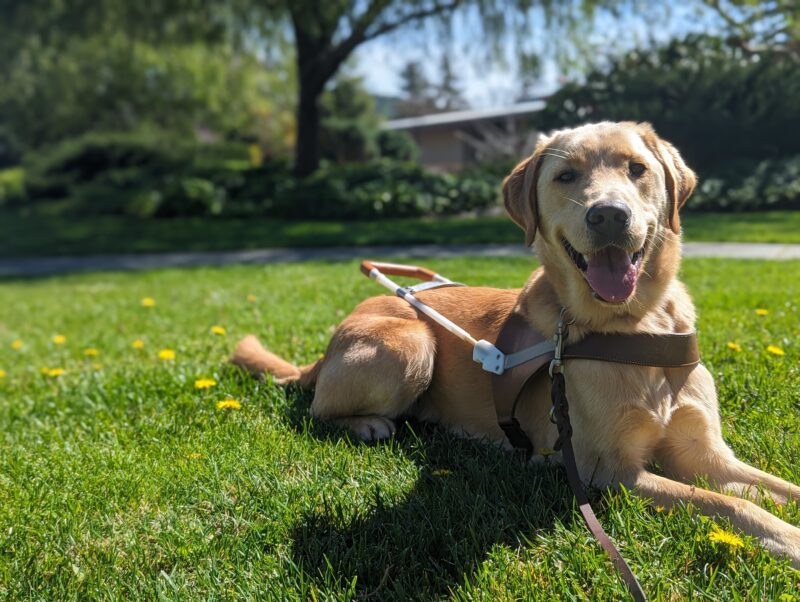 Tommy lays in harness on a bed of grass and yellow flowers at GDB’s San Rafael campus. He is looking directly at the camera with a big smile, tongue out and the sun beaming on his face.