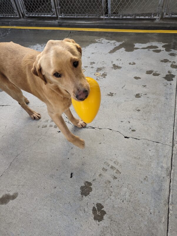 Tommy happily struts with a yellow egg-shaped toy in his mouth