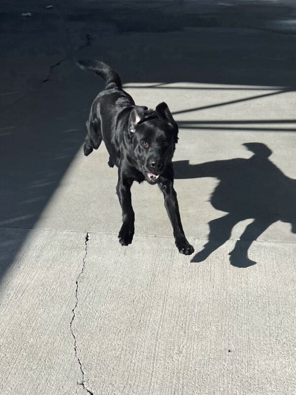 Tudor has all four legs in the air as he playfully hops in community run. Both of his ears are up in the air and his mouth is slightly open giving the appearance of a smile.