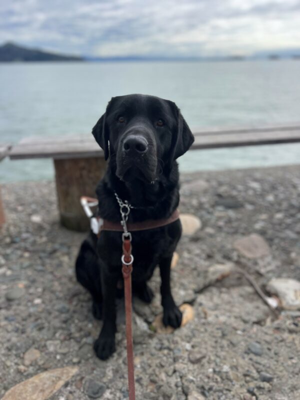Tudor sits in harness staring into the camera. In the background is the bay located in Sausalito, CA.
