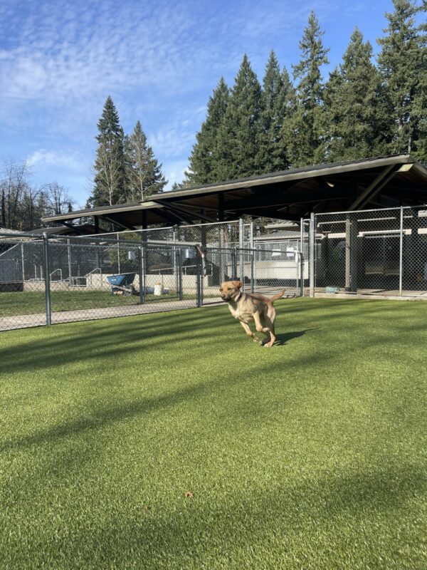 Valerie, a female yellow Labrador retriever, leaps through the air in the grassy free run area on the Oregon campus. Her front feet are off the ground and her ears are flying.