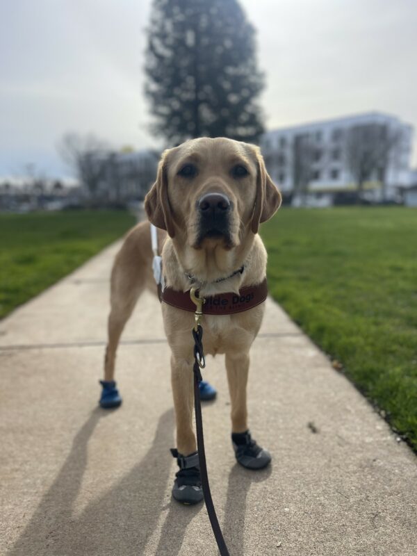 Valerie, a female yellow Labrador retriever, stands in harness on a sidewalk in the park. She is wearing four booties and is looking at the camera.