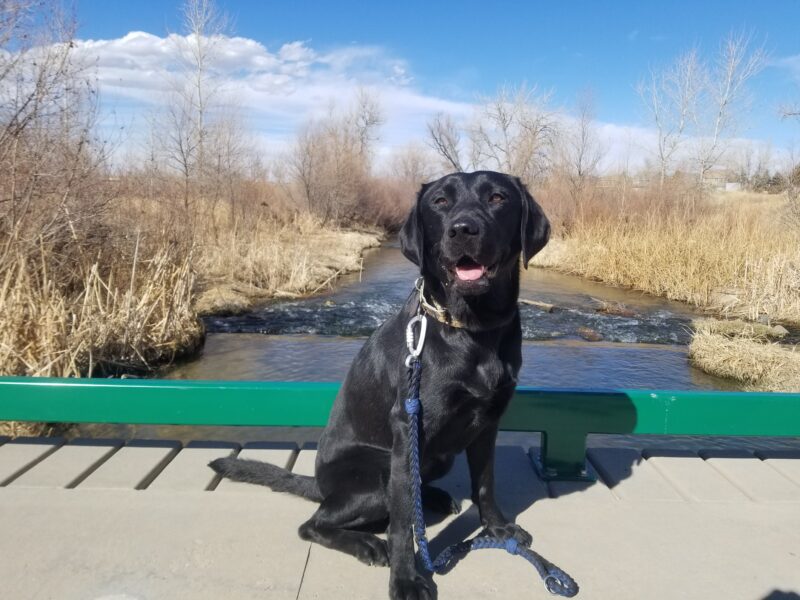 <p>Venice sits on a tan and green wooden bridge above a creek. She is smiling while the sun shines on her face.</p>