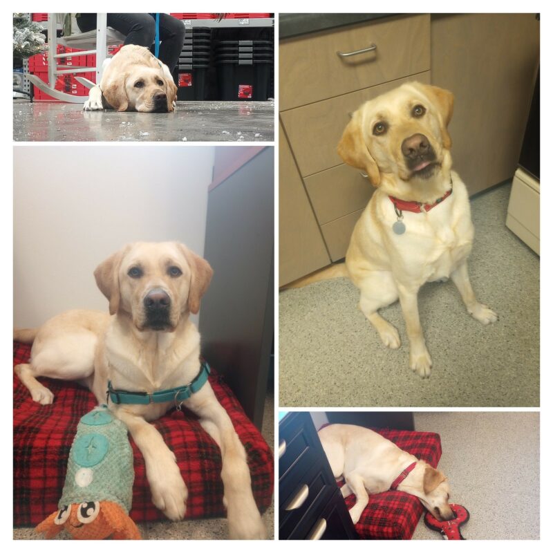 <p>There is a collage of photos of Veteran. The top right shows Veteran lying on the floor at the handler's feet. The top right shows Veteran sitting in front of cabinets. The bottom left shows Veteran on a red plaid bed with a blue and orange soft toy. The bottom right shows Veteran on a red plaid bed with his head hanging off the side, resting on a red toy.</p>