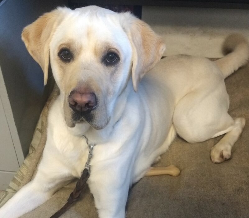 Yellow Lab Virgil laying on a dog bed, looking up at the camera.