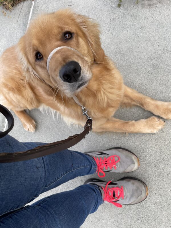 <p>Wags is practicing a