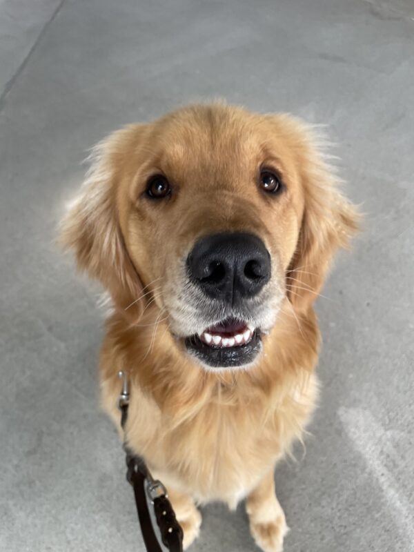 Wags sits on cement looking at the camera. His mouth is slightly open into a smile.