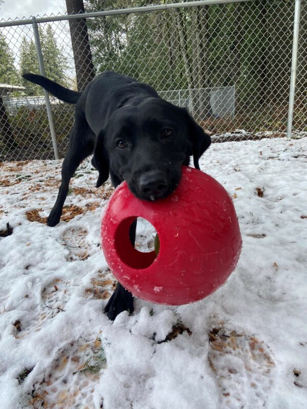 Wiki plays in the free run area with a red jolly ball in her mouth while looking into the camera in a playful stance. There is a light dusting of snow on top of the bark chips that cover the ground in the play yard.