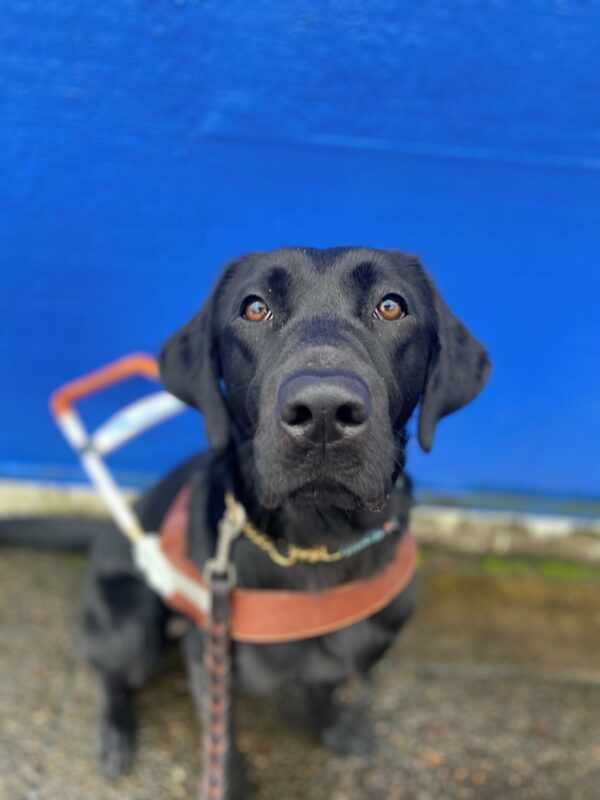 A portrait of Wiki sitting in front of a blue wall while wearing her brown, leather harness. The focus is on Wiki's face as she looks up into the camera.