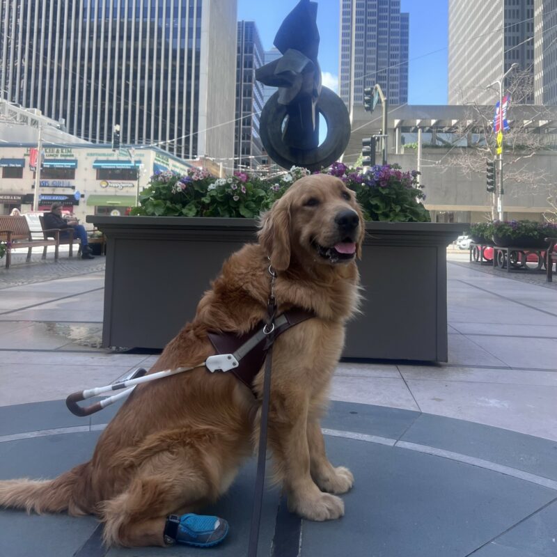 Willard is sitting in front of a statue with flowers in downtown San Francisco. He is wearing his harness and is smiling at the camera.