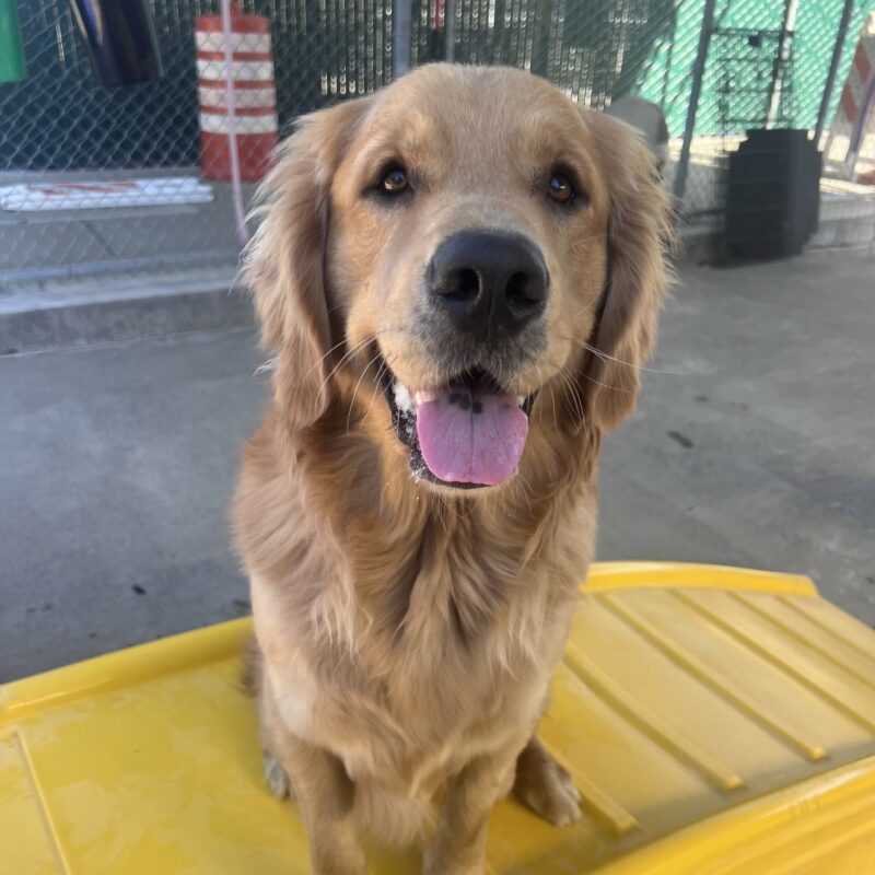 Willard is sitting in community run on top of a yellow play structure. He is gazing at the camera with his mouth open in a happy smile.