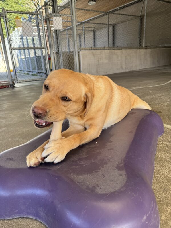 Adele lies on a purple play structure while chewing on a bone.