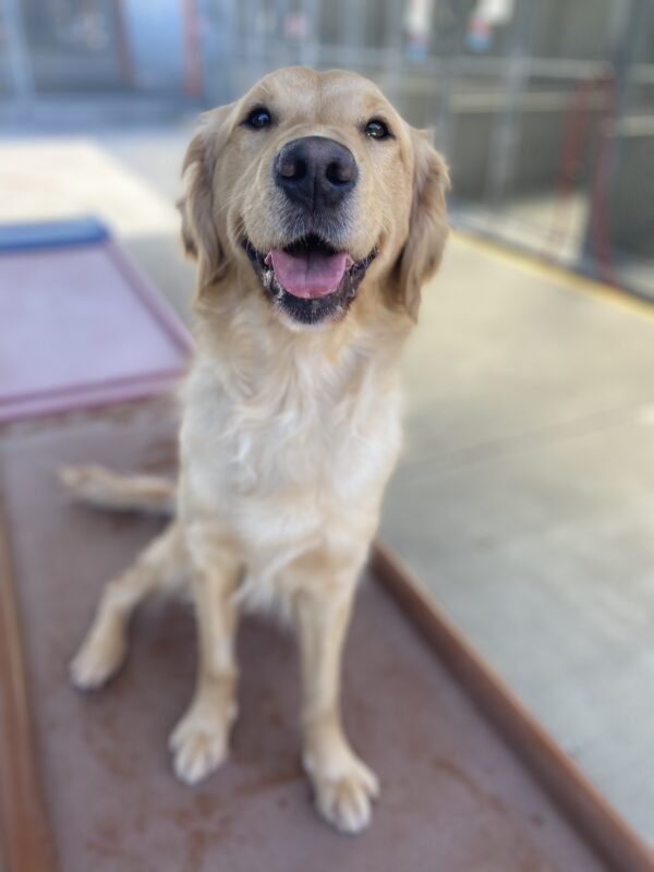 Gladdie sits on top of a large brown play structure. She is looking up at the camera with her mouth open.
