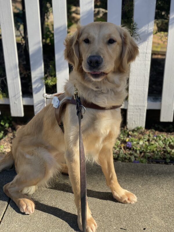 Gladdie sits in harness in front of a white fence. She is looking at the camera and has been caught at the beginning of a lick, with her mouth partially open and her tongue showing.
