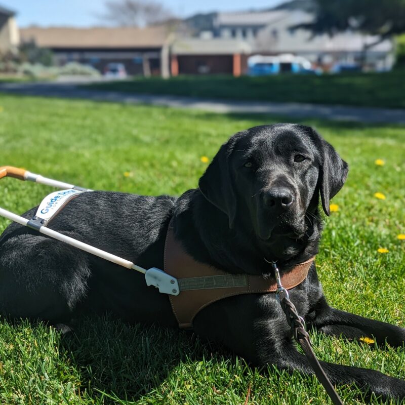 Herschel lays in harness on a bed of grass and yellow flowers at GDB’s San Rafael campus.