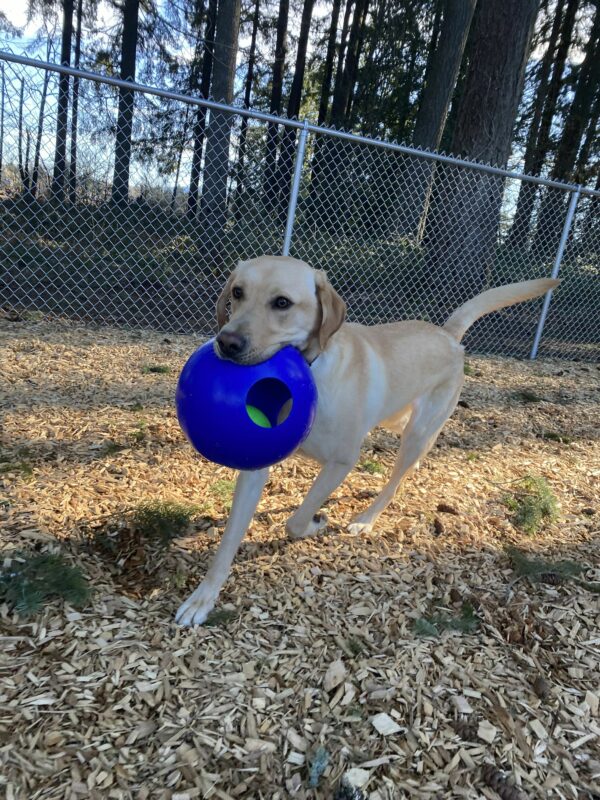 Male yellow lab, Jambo, runs in a fenced-in area on our Oregon campus. He holds a large blue plastic Jolly-Ball in his mouth and wags his tail behind him, with woodchips underfoot.