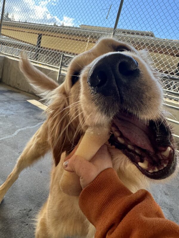 Kubo chews on a bone that his instructor is holding for him.