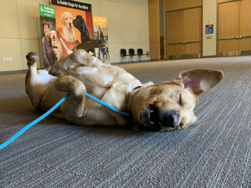 Olivia rolls on her back during some downtime in the SR campus assembly room.  One ear is up reminiscent of a shepherd dog, both eyes closed and her mouth is open.