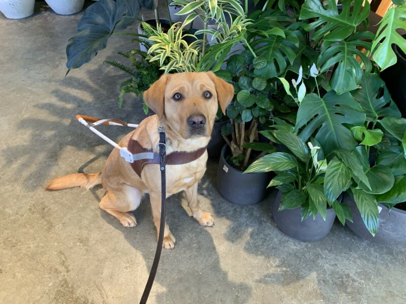 Olivia sits in harness while taking a break on route to visit a local plant shop.  Lush green plants are in the background.