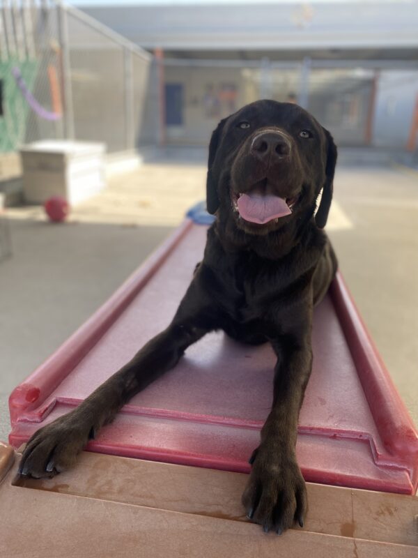 Pinecone is lying down on a large red play structure. He is looking at the camera with a big grin and his tongue is out.