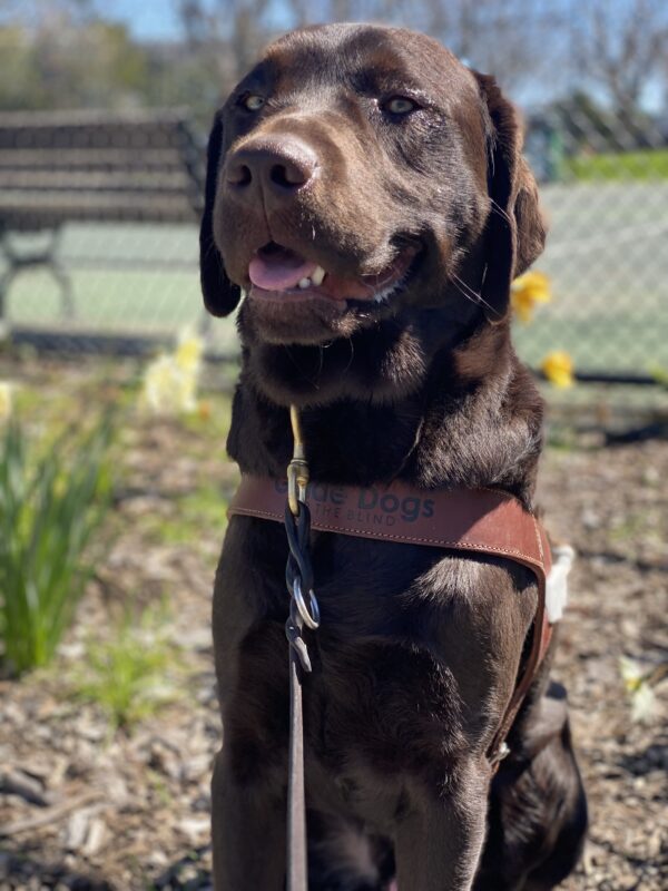 Pinecone sit in harness outside in front of landscaping and some daffodils. It is a sunny day and Pinecone is looking straight ahead with his mouth open.