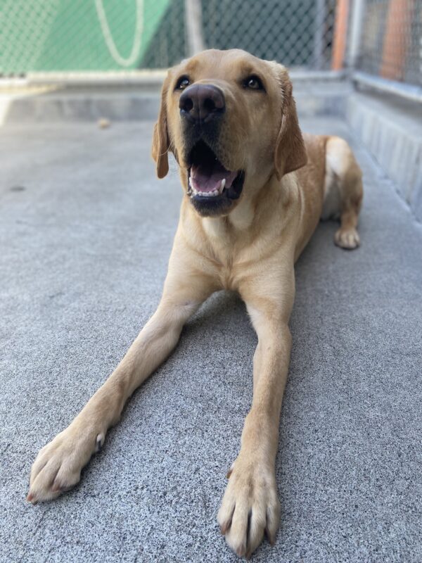 Rhapsody is lying on the ground in the large play area of the kennel. Her front legs are stretched out in front of her and she is looking up at the camera with her mouth open.