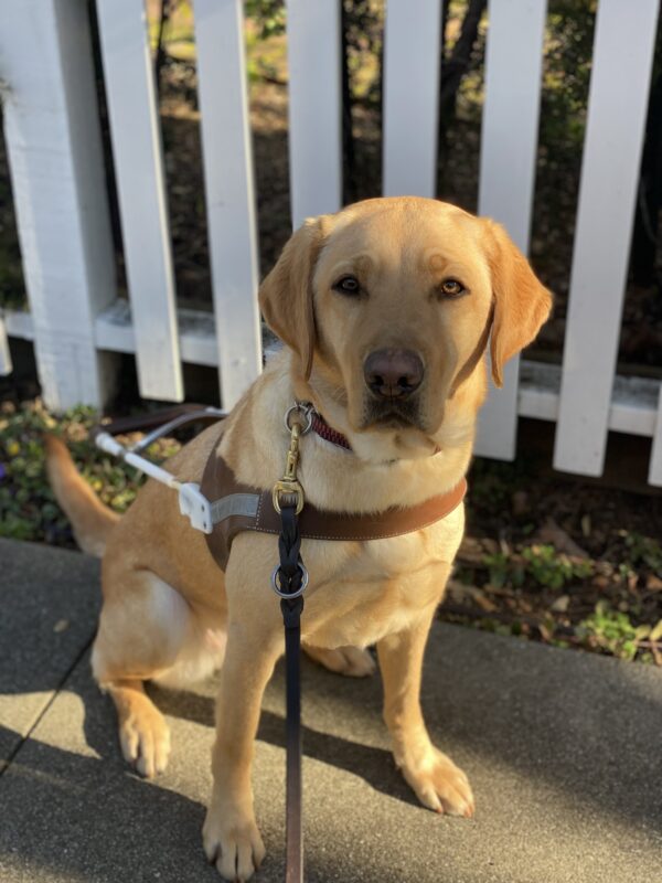 Rhapsody sits in harness in front of a white fence. There are streaks of sunlight across the photo and Rhapsody is in the shade looking at the camera with a serious expression.