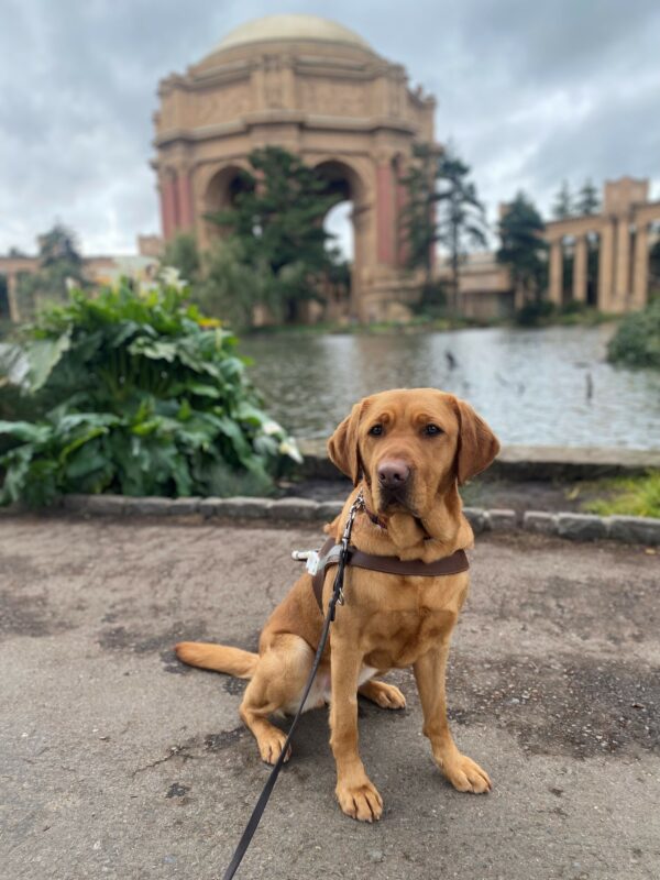 Roseanna sits in harness facing the camera. She has a serious look on her face. The Palace of Fine Arts is behind her.