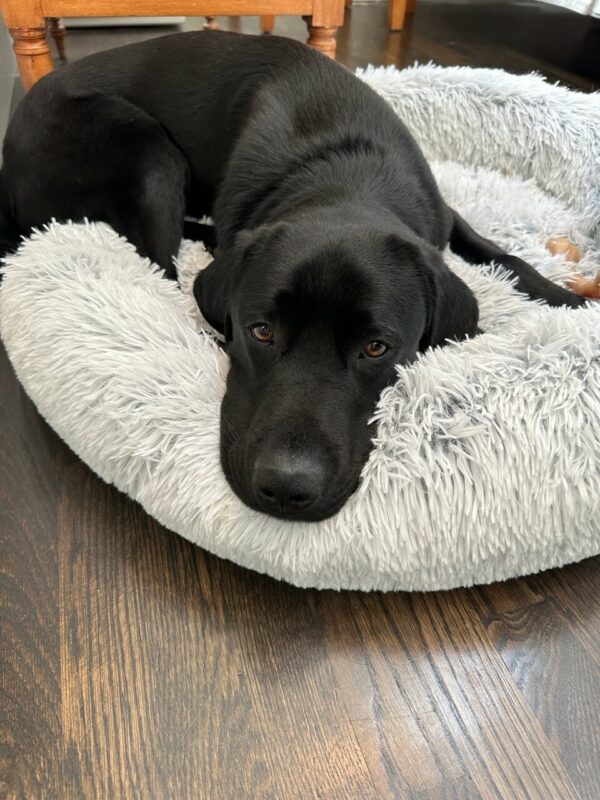 Holmes relaxes on a plush dog bed. He looks calmly at the camera with a Benebone at the ready.