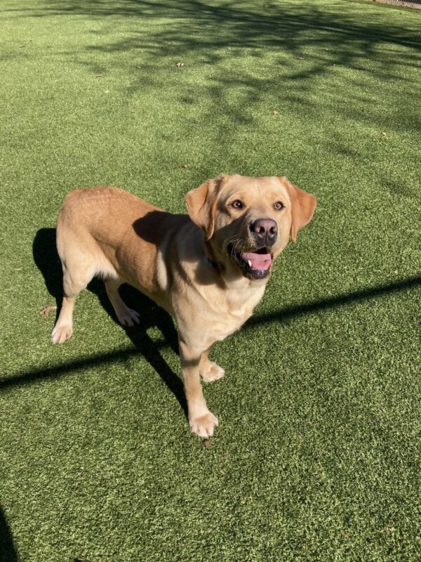 Gwendolyn, an adorable yellow lab is standing in a grassy play yard on the Oregon campus on a beautiful, sunny day. Her ears are perked and she is staring intensely at something behind the camera in anticipation.