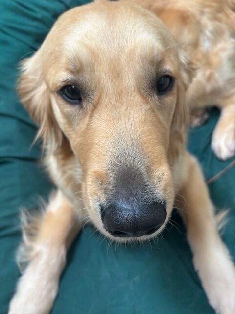 <p>Photo is a close up of Figgy while she lays on a green bed. </p>